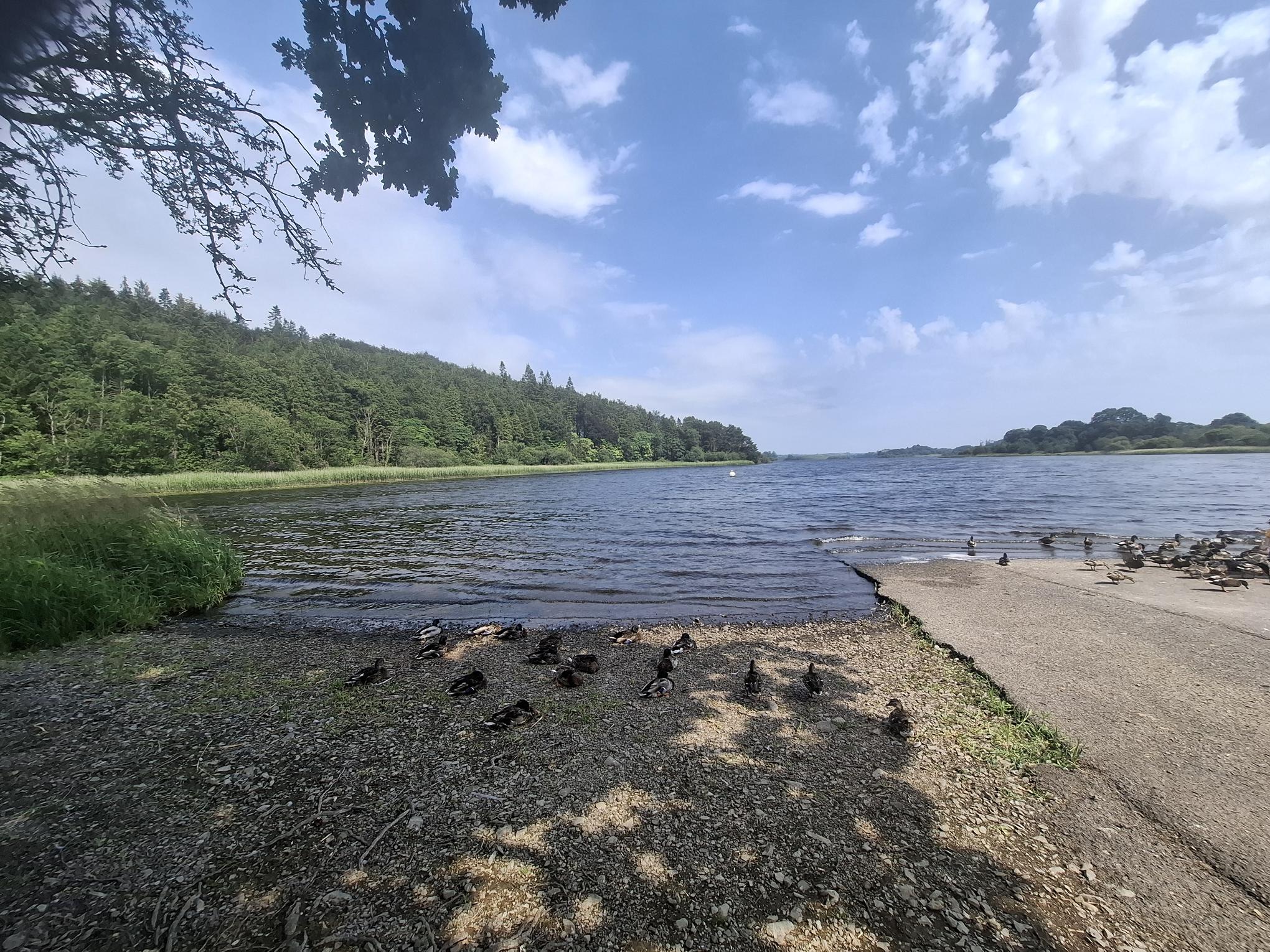 Ducks beside a lakeside slipway with woodland on the opposite bank