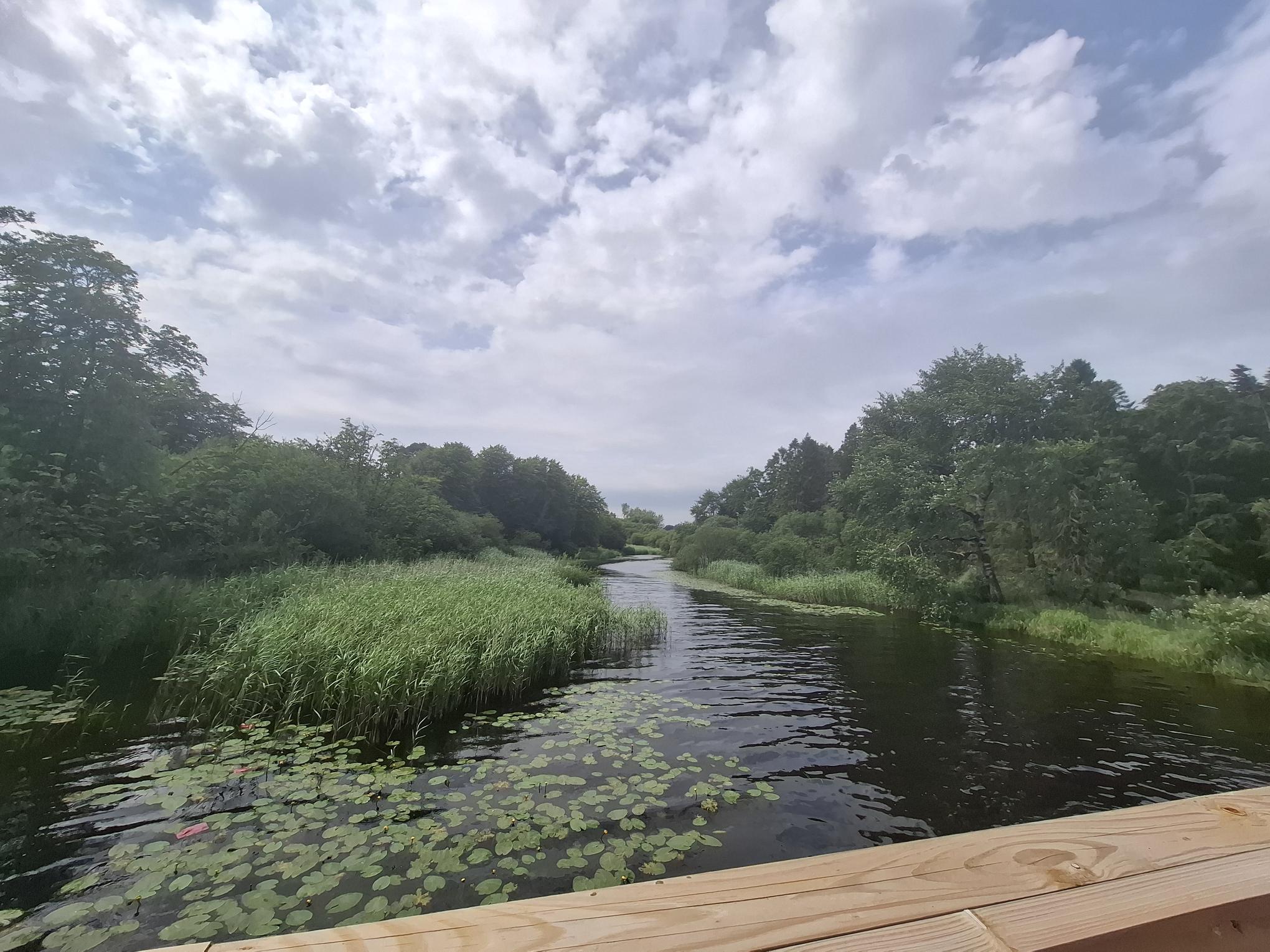 Waterway bordered by reeds and trees, with lily pads on the water