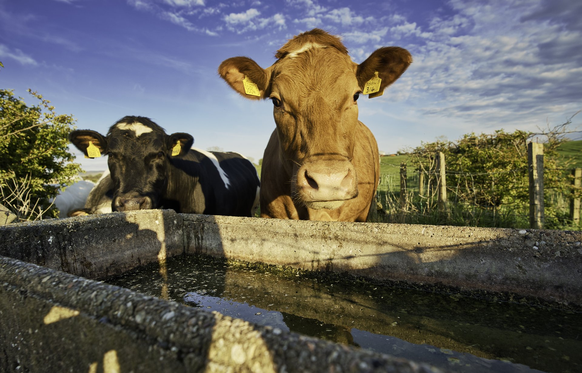 Cattle drinking from a water trough beside a field