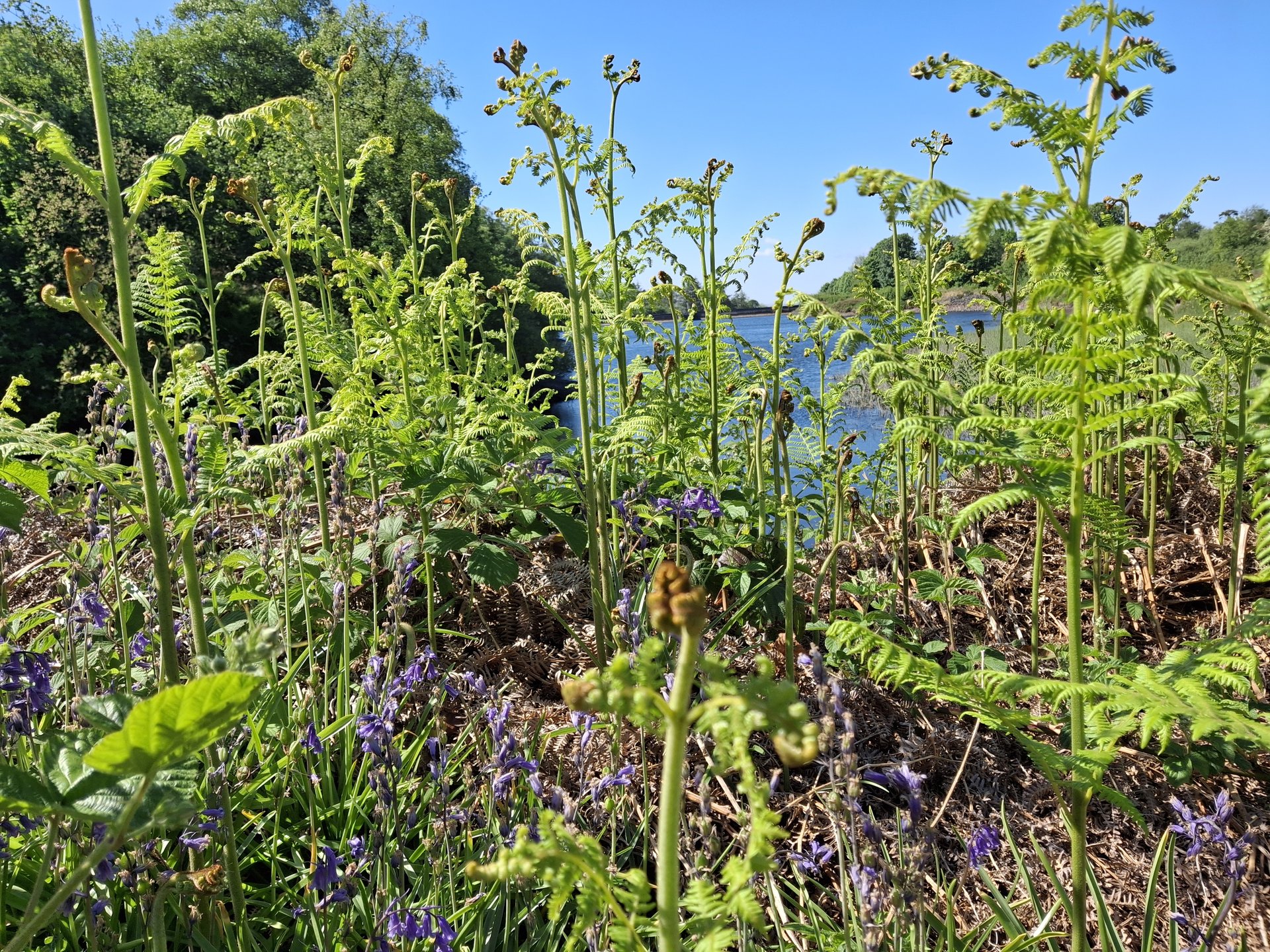 Lush woodland riverbank with bluebells and ferns